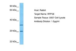 RPP38 Rabbit anti-Human, Polyclonal, Novus Biologicals 0.1ml; Unconjugated:Antibodies,